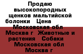 Продаю высокопородных щенков мальтийской болонки › Цена ­ 40 000 - Московская обл., Москва г. Животные и растения » Собаки   . Московская обл.,Москва г.